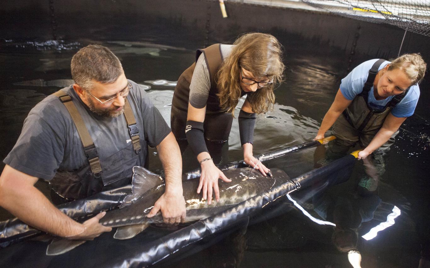 Bachelor Of Science In Fisheries And Aquaculture | Vancouver Island ...