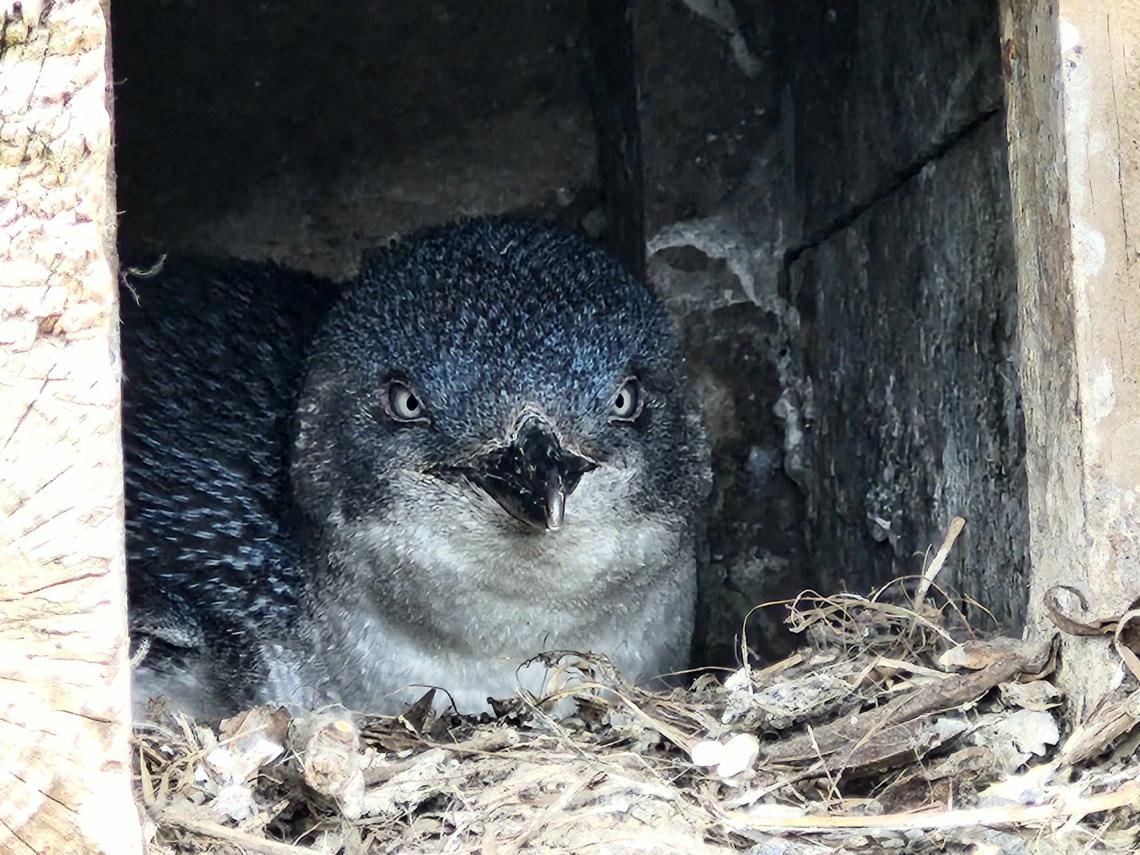 blue penguin in nesting box